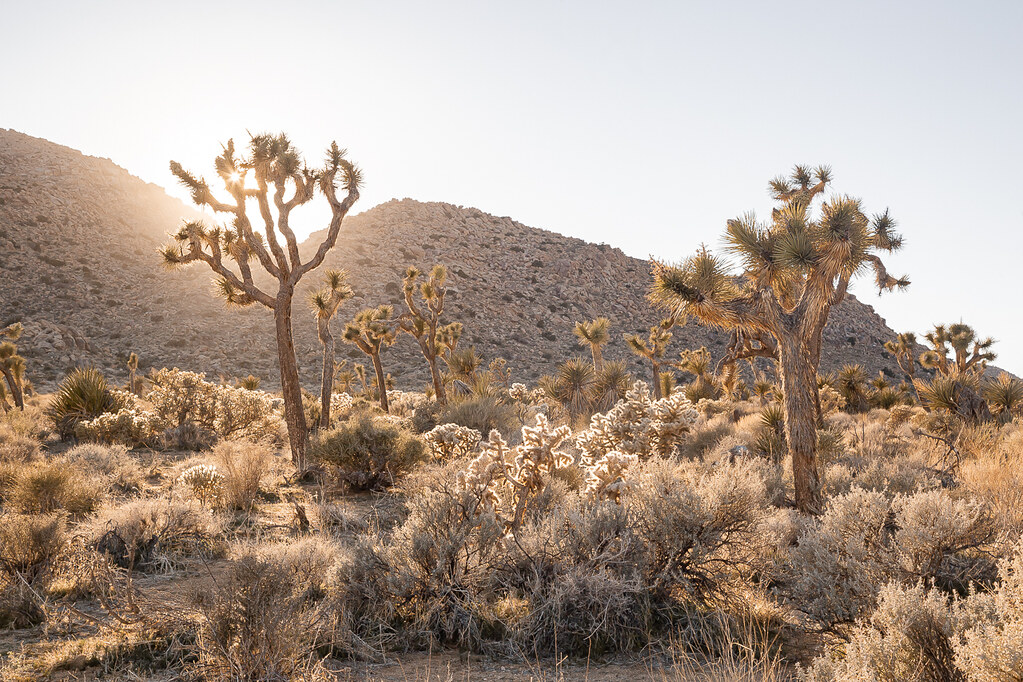 High Desert land at sunset